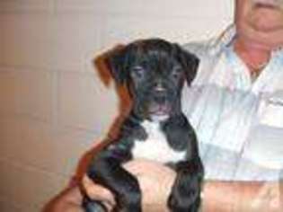 Boxer Puppy for sale in TAMPA, FL, USA