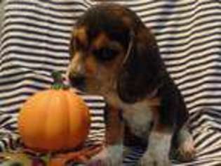 Beagle Puppy for sale in Purdy, MO, USA