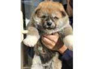 Akita Puppy for sale in El Paso, TX, USA
