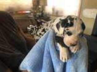 Great Dane Puppy for sale in Bagdad, KY, USA