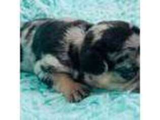 French Bulldog Puppy for sale in Dunnellon, FL, USA