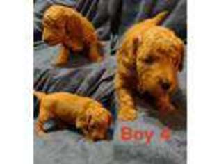 Goldendoodle Puppy for sale in Mulberry, FL, USA