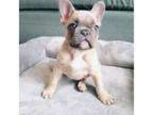 French Bulldog Puppy for sale in Seymour, MO, USA