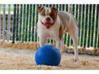 American Bulldog Puppy for sale in Salem, OR, USA