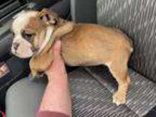 Bulldog Puppy for sale in Walnut, MS, USA