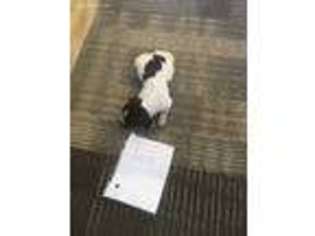 German Shorthaired Pointer Puppy for sale in Kathleen, FL, USA