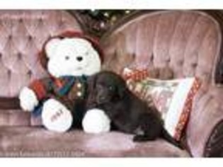 Labradoodle Puppy for sale in Meridian, TX, USA