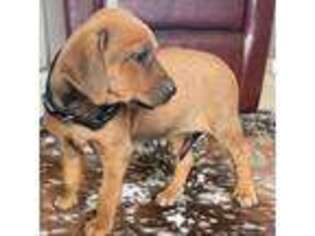 Rhodesian Ridgeback Puppy for sale in Cerro, NM, USA