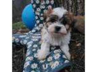 Mutt Puppy for sale in Greenville, KY, USA