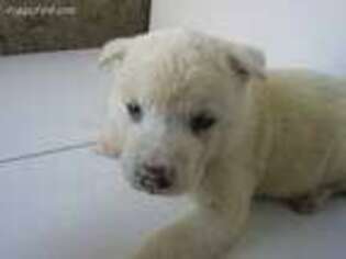 Akita Puppy for sale in Lansing, MI, USA