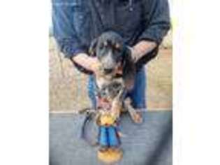Bluetick Coonhound Puppy for sale in Bivins, TX, USA