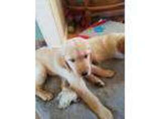 Golden Retriever Puppy for sale in Miles City, MT, USA