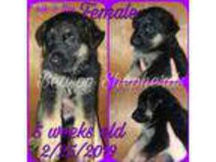 German Shepherd Dog Puppy for sale in Challis, ID, USA