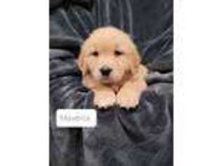 Golden Retriever Puppy for sale in Plain City, OH, USA