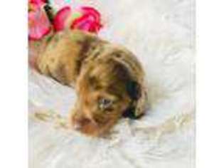 Dachshund Puppy for sale in Sarasota, FL, USA