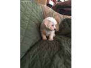 Mutt Puppy for sale in Warfordsburg, PA, USA