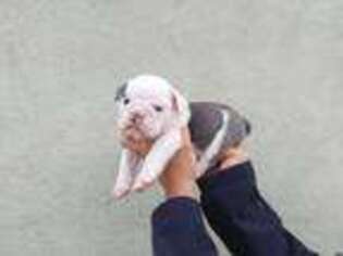 Bulldog Puppy for sale in Livingston, CA, USA