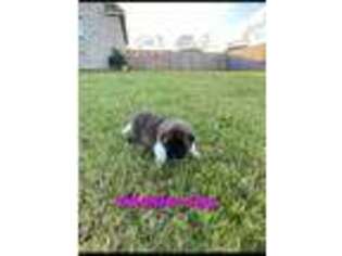 Akita Puppy for sale in Horn Lake, MS, USA