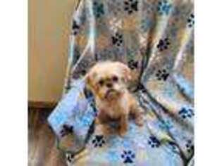 Brussels Griffon Puppy for sale in Eagle Point, OR, USA