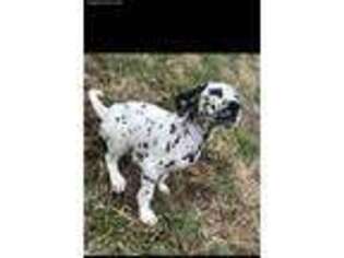Dalmatian Puppy for sale in Lynchburg, VA, USA