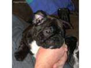 French Bulldog Puppy for sale in Edgewood, TX, USA