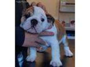 Bulldog Puppy for sale in Montgomery, AL, USA