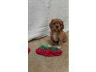 Cavalier King Charles Spaniel Puppy for sale in Magnolia, NC, USA