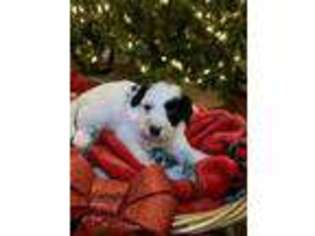 Mutt Puppy for sale in Jesup, GA, USA