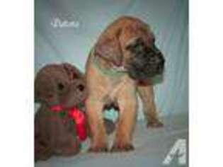 Great Dane Puppy for sale in CAMDENTON, MO, USA