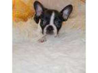French Bulldog Puppy for sale in Grand Ledge, MI, USA