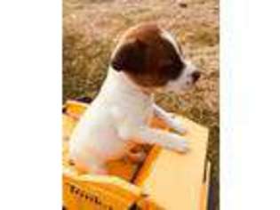 Jack Russell Terrier Puppy for sale in Great Falls, MT, USA