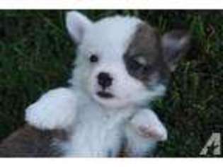 Pembroke Welsh Corgi Puppy for sale in URBANA, OH, USA