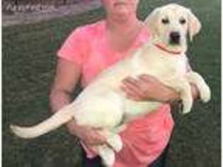 Labrador Retriever Puppy for sale in Guyton, GA, USA