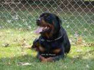 Rottweiler Puppy for sale in Hickory Corners, MI, USA