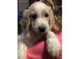 Goldendoodle Puppy for sale in Cuba, MO, USA