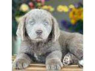 Newfoundland Puppy for sale in Orlando, FL, USA