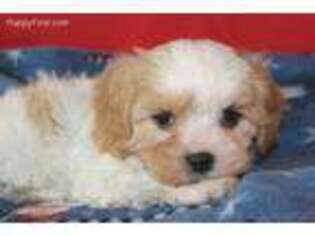 Cavalier King Charles Spaniel Puppy for sale in Social Circle, GA, USA
