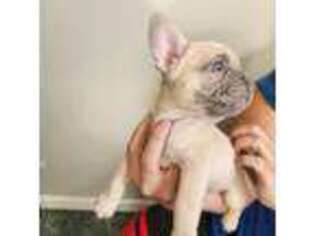French Bulldog Puppy for sale in Ortonville, MI, USA