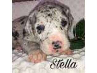 Great Dane Puppy for sale in Spencerville, IN, USA