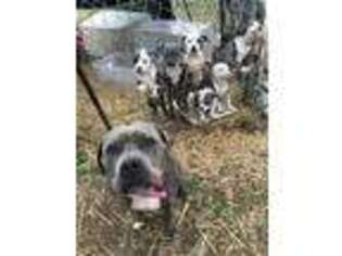 Alapaha Blue Blood Bulldog Puppy for sale in Louisville, KY, USA