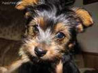 Yorkshire Terrier Puppy for sale in Ferrum, VA, USA