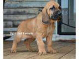 Bloodhound Puppy for sale in Albemarle, NC, USA