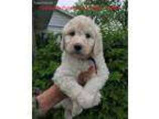 Great Pyrenees Puppy for sale in Ansonia, OH, USA