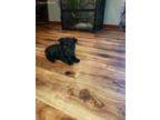 Scottish Terrier Puppy for sale in Phenix City, AL, USA