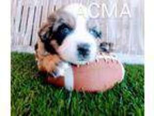 Miniature Australian Shepherd Puppy for sale in Lehigh Acres, FL, USA