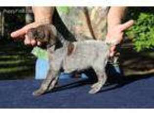 German Shorthaired Pointer Puppy for sale in Lauderdale, MS, USA