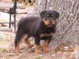Rottweiler Puppy for sale in FISHERSVILLE, VA, USA