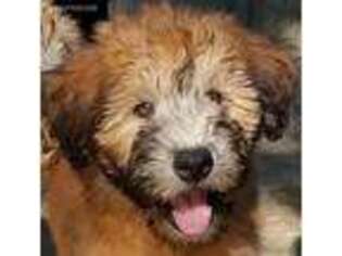 Soft Coated Wheaten Terrier Puppy for sale in Eaton, OH, USA