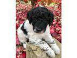 Goldendoodle Puppy for sale in Jeromesville, OH, USA