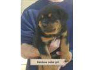 Rottweiler Puppy for sale in Wasco, CA, USA